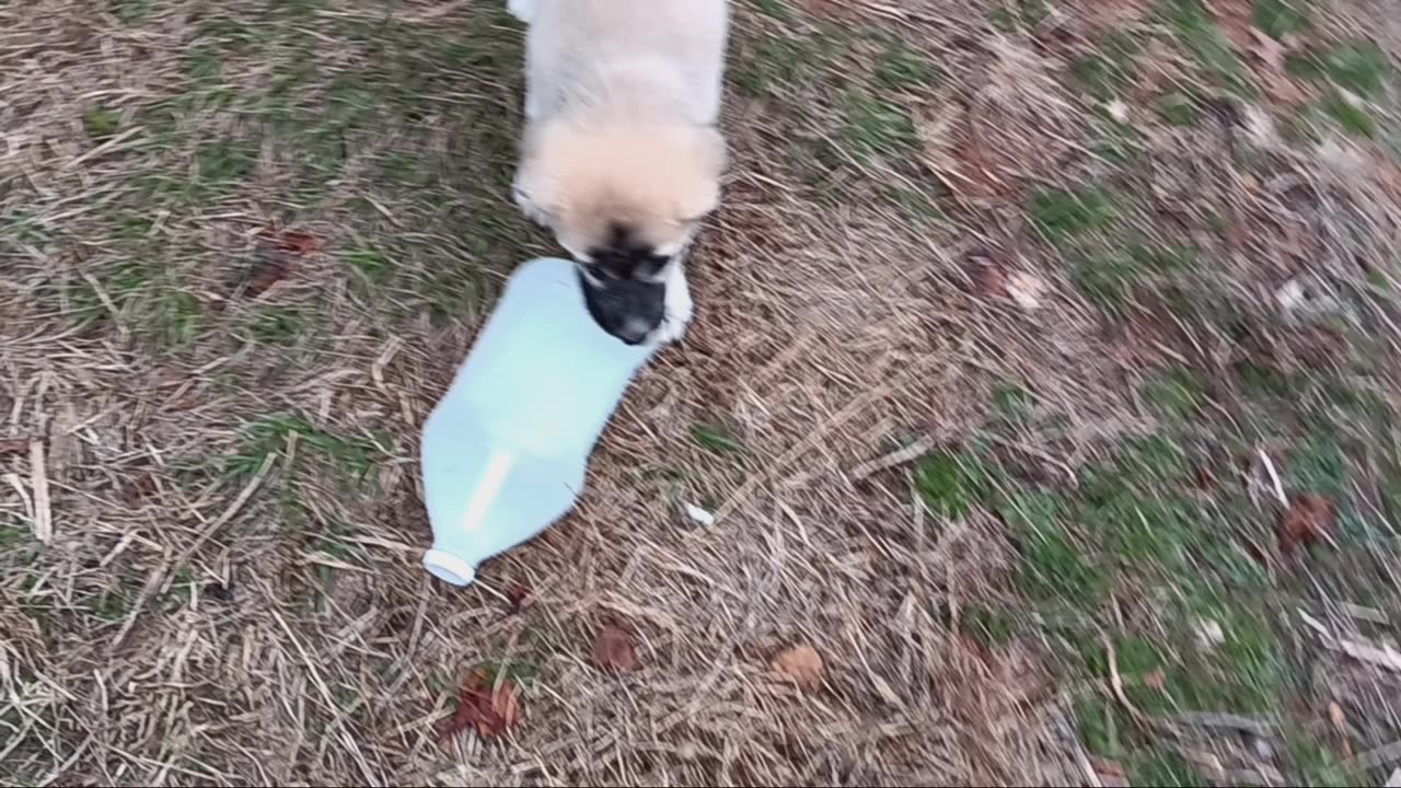 Kodiak Bear kills a plastic jug!!!