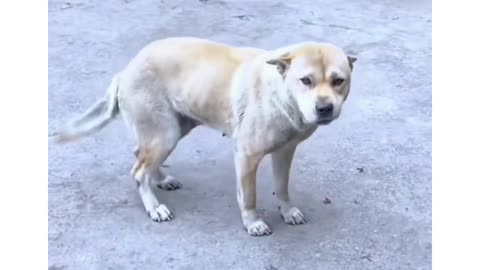 This Dog’s Dance Will Make Your Day 😂🔥