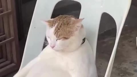 This Cat is the Chillest Shopkeeper Ever! 🤣