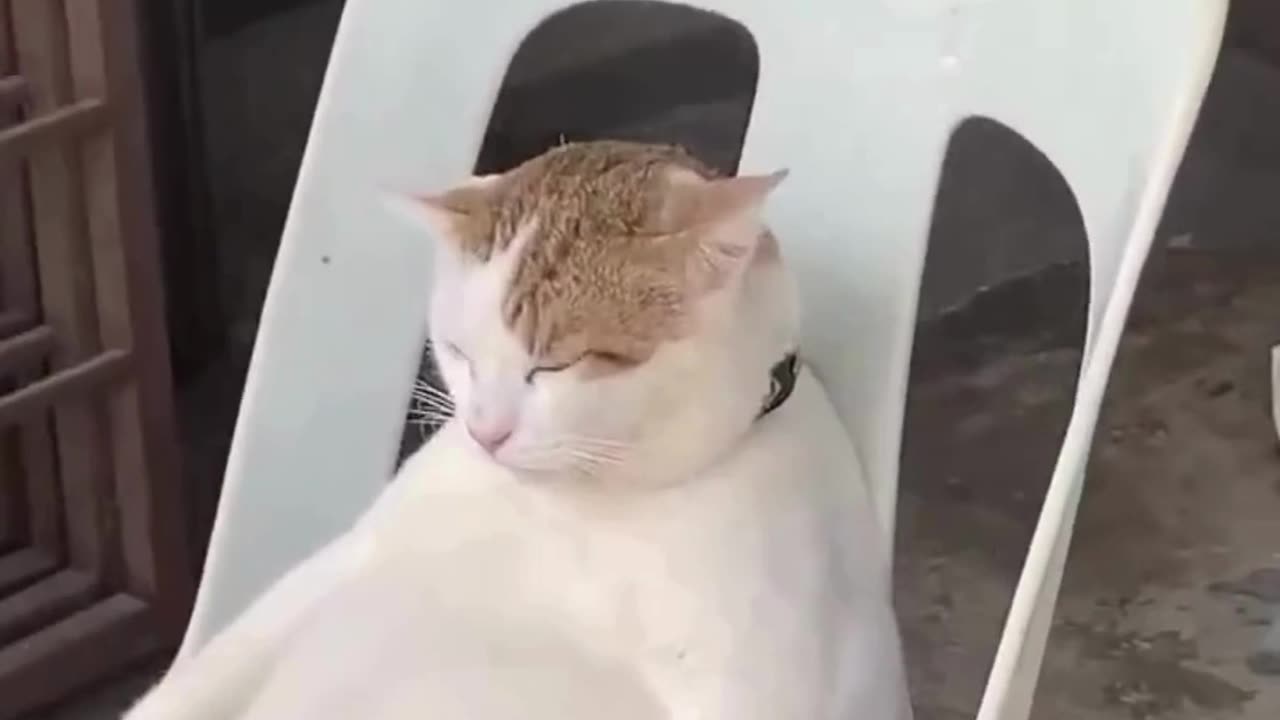 This Cat is the Chillest Shopkeeper Ever! 🤣