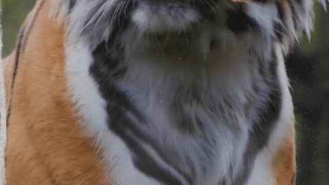 Hybrid Animal Video
