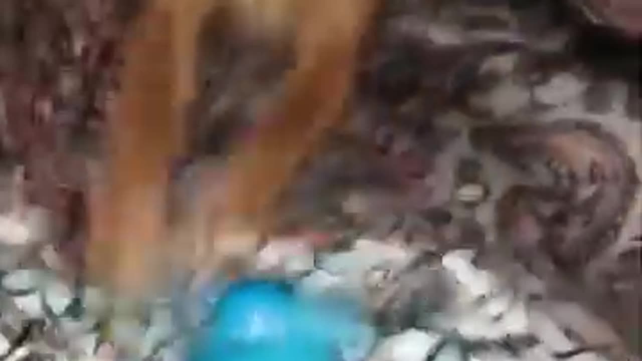 try not to laugh, while watching this video.