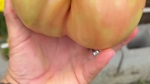 One more giant Domingo tomato!