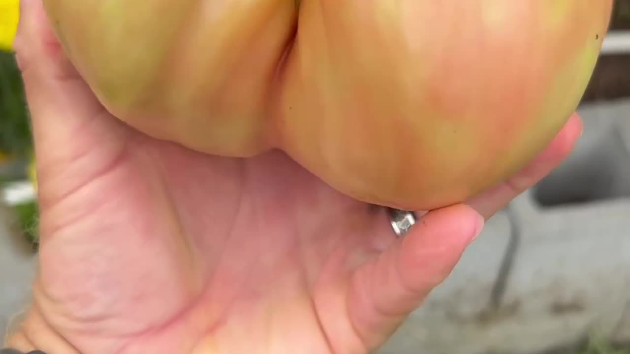 One more giant Domingo tomato!