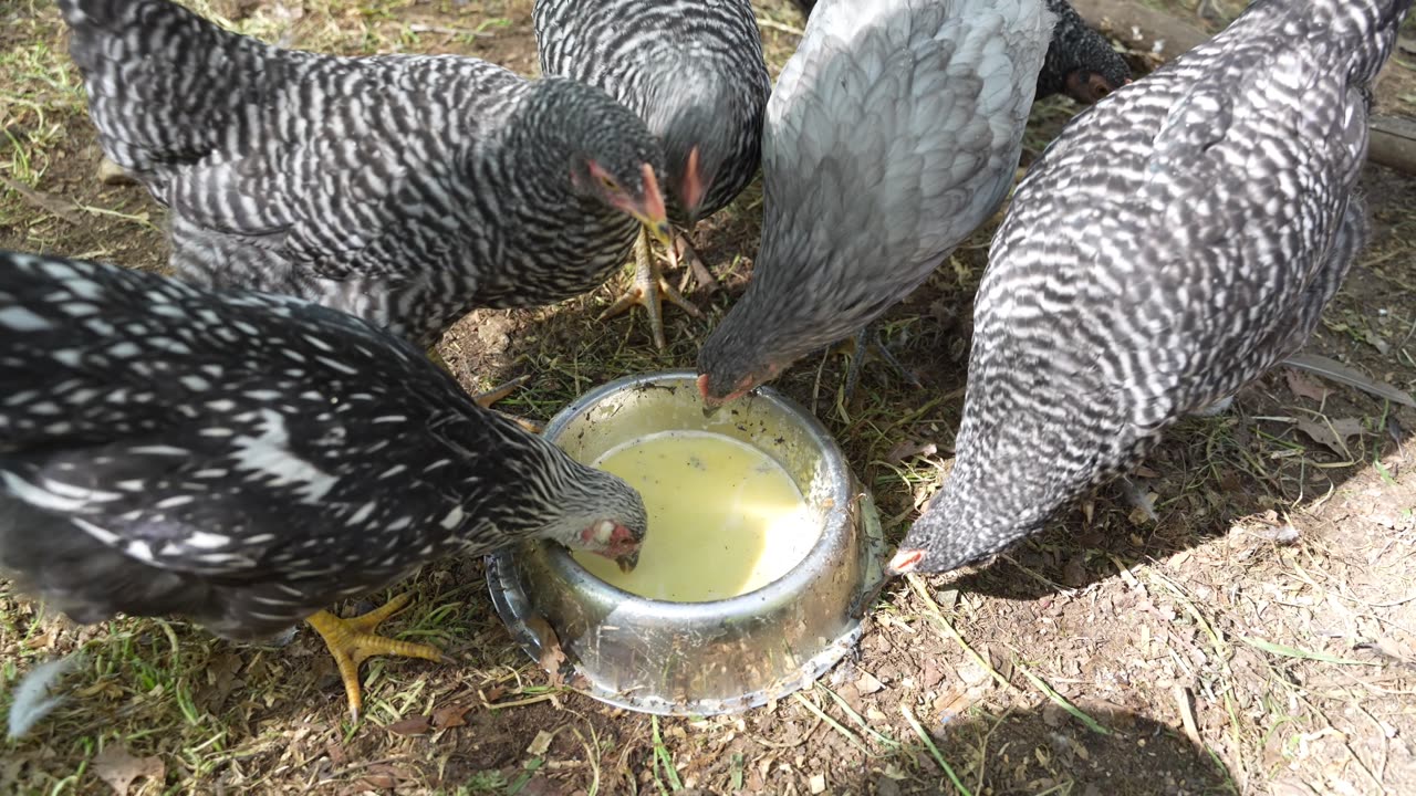 Peach Protein Smoothie recipe review...by chickens.