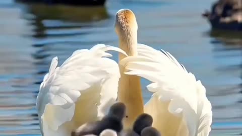 Graceful Swan and Her Cygnets Gliding on Water