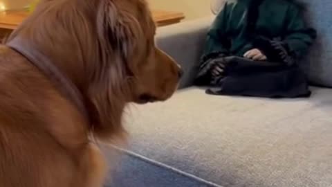 🐶 Dog vs Halloween Doll 🎃 | Funny Scared Dog Reaction | Adorable Animal Moments