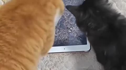 cute cat funny bunny
