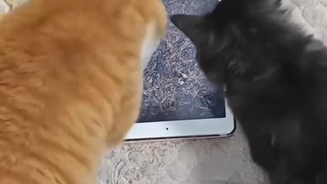 cute cat funny bunny