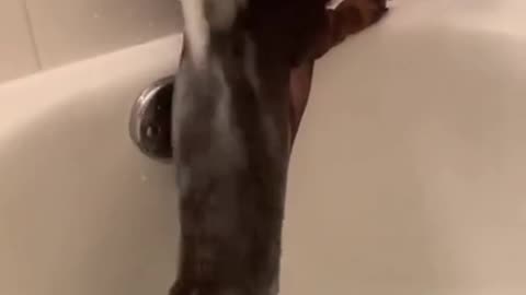 Dachshund #happydog #dog #funnyvideos #funnydogs #cutedog #dogsoftiktok #doglife #dogs