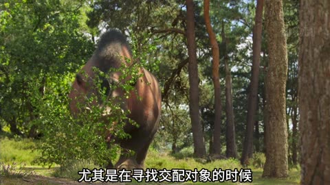 剑齿虎越来越强大，顶级掠食者骇鸟也不是对手，哺乳动物开始崛起 #剑齿虎 #骇鸟 #远古巨兽 #哺乳动物