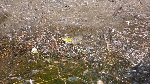 Bullfrog