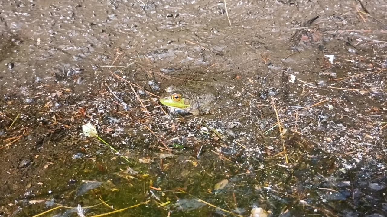 Bullfrog