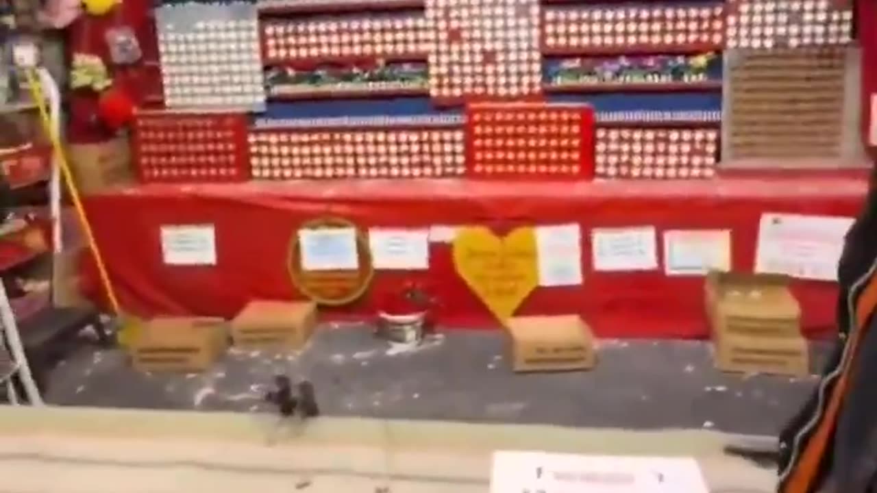 🇩🇪 Germany: In Munich, African migrants are chased away from the funfair after