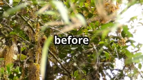 Rarest Birds you have never seen