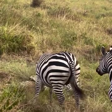 "Battle for Survival: Brave Zebra Parents Fight to Rescue Their Foal from a Hungry Leopard!"