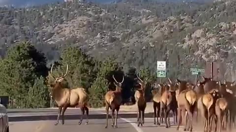 Yellowstone on the Edge! Experts Warn of Quakes & Eruption