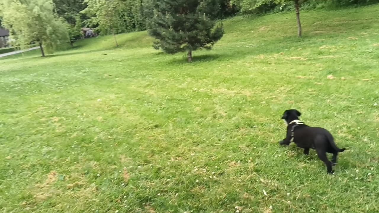 Sirius chasing a squirrel