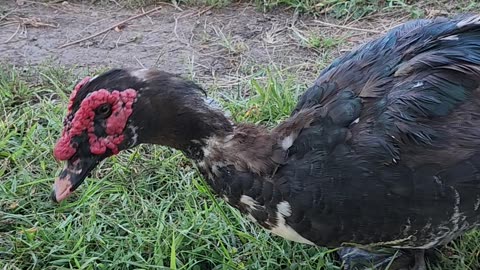 Duck and Rooster #ducks #rooster #homesteadlife
