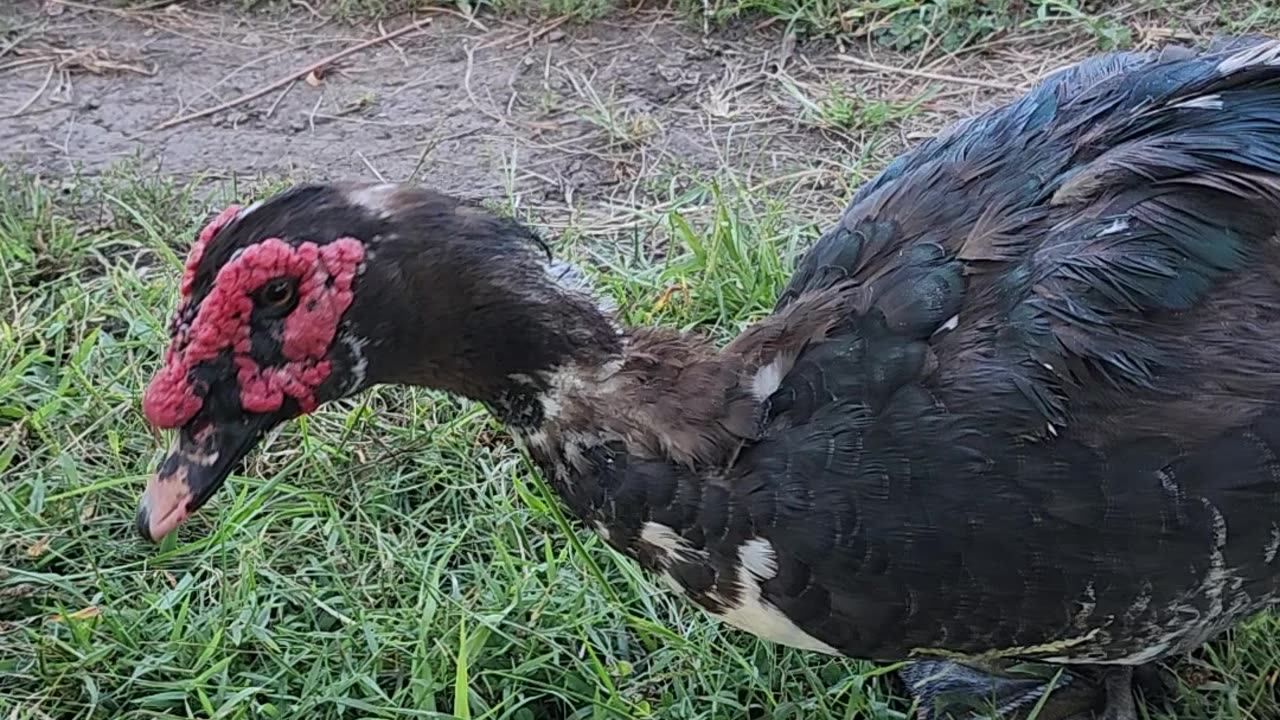 Duck and Rooster #ducks #rooster #homesteadlife