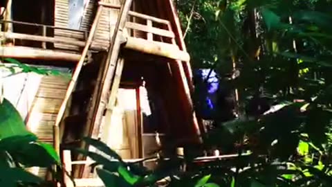 Building a wonderful 2 story Bamboo homestay in the jungle