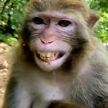 Monkey Laughing Funny video - Animal 😂