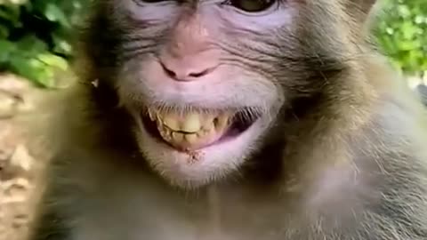 Monkey Laughing Funny video - Animal 😂