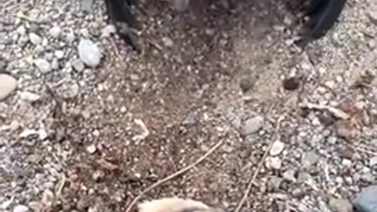 Ozzy Man and his talking owls; quite incredible!