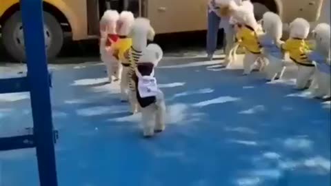 Stop Leash Pulling Fast — Relaxed Walks Start Today!