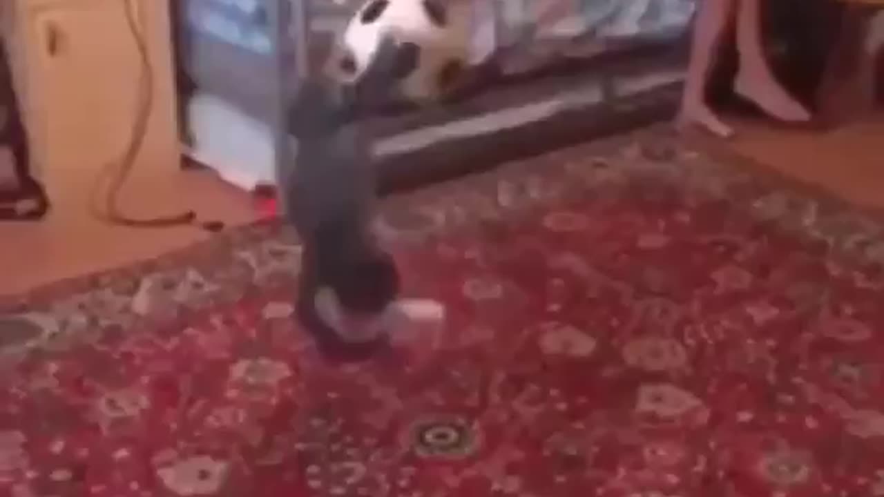 Cat Physics