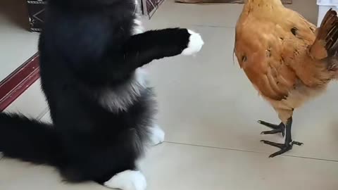 A cow cat vs chicken