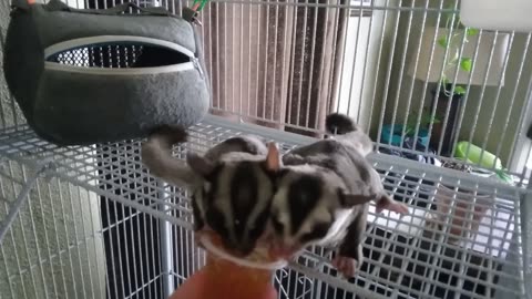Sugar glider 32