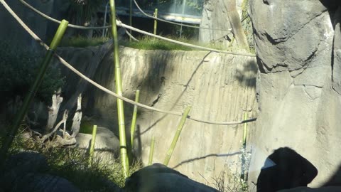 Bonobos goin at it