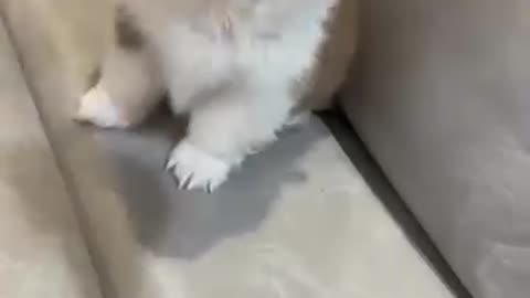 cute little puppy