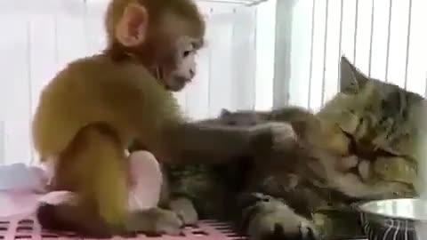 Fun Animals