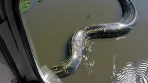 Big creatures
