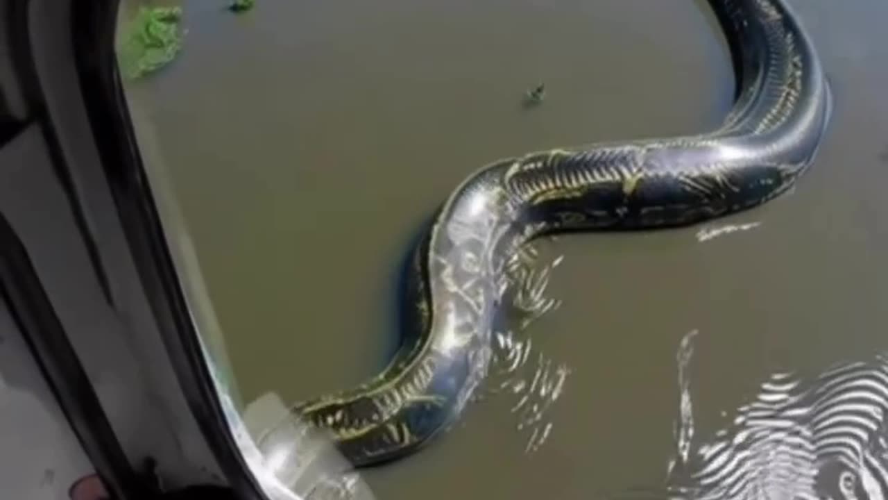 Big creatures