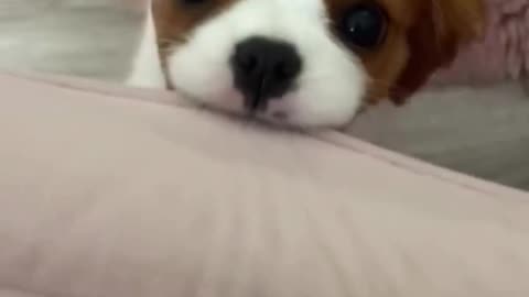 Puppy club