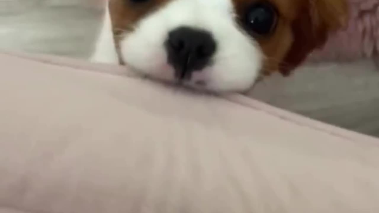 Puppy club