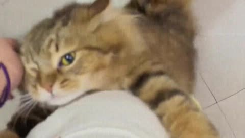 Cat： Mom is back