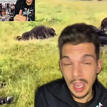 RMH - Pelicans, fish, now COWS