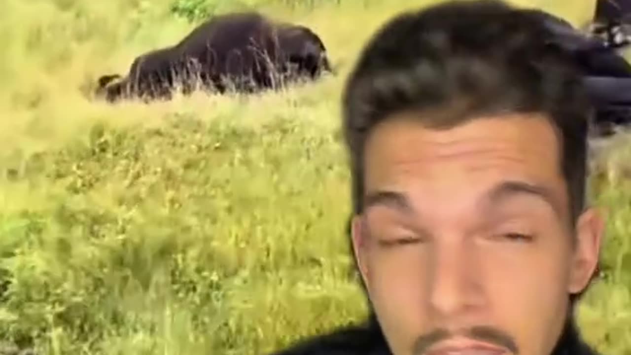 RMH - Pelicans, fish, now COWS