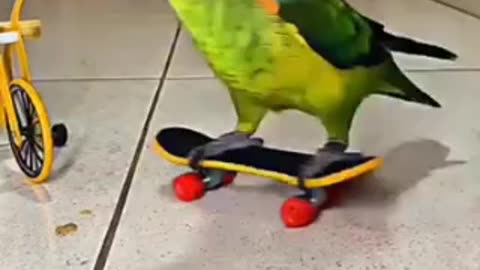 Funny videos 🤣 of parrot 🦜