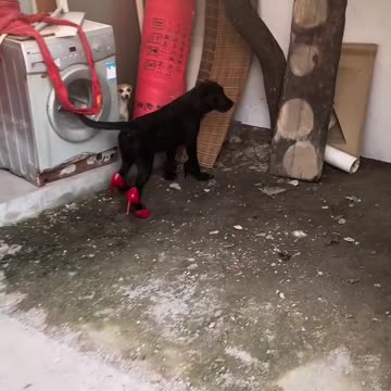 I bet this dog loves the sound!