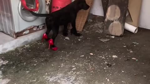 I bet this dog loves the sound!