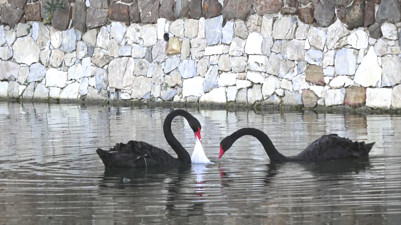 black swans and white plastic bag