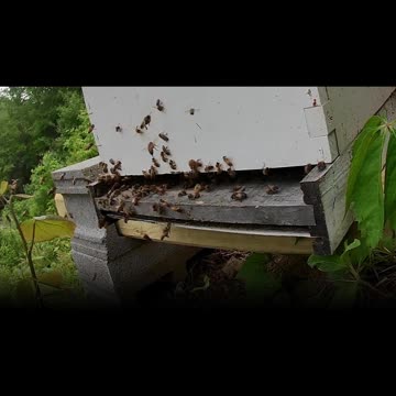 Saturday Afternoon long cut