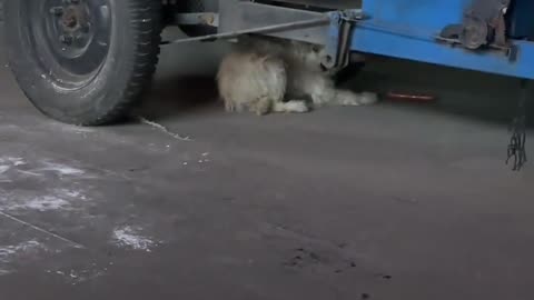 A sense of powerlessness #stray dogs