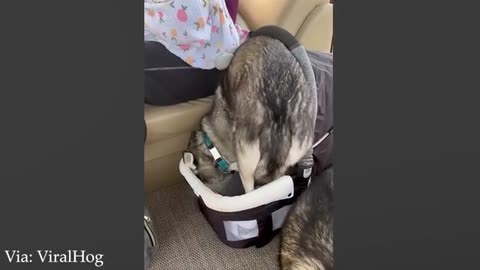 “99.9% Can’t Stop Laughing 😂 Funniest Dog Videos of 2025 – Try Not to Lose It!
