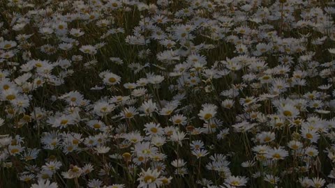 Chamomile Benefits: From Stress to Eye Relief